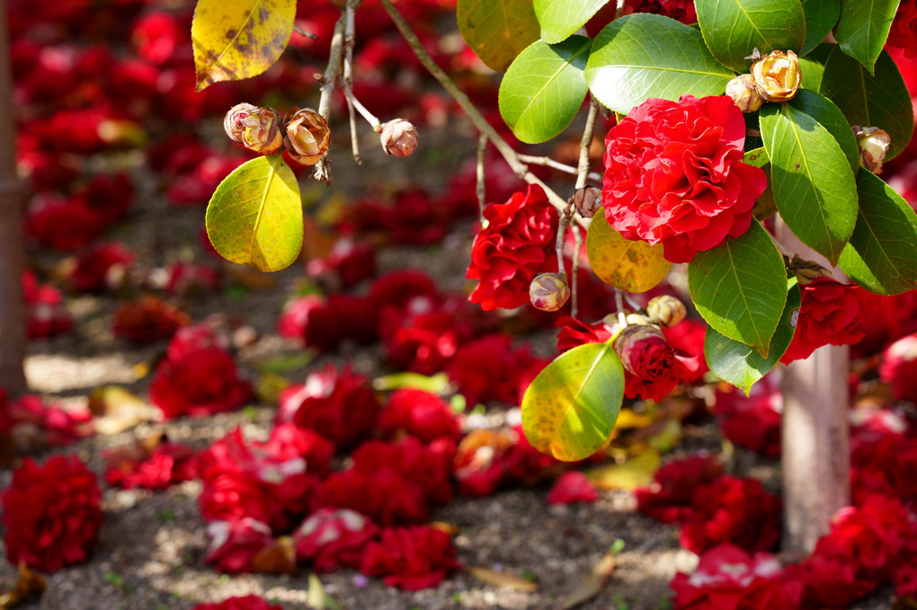 真紅の絨毯（椿）