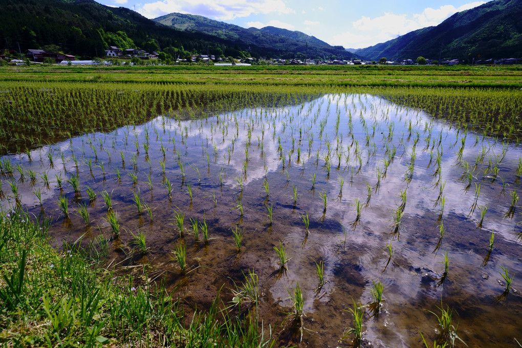 水面に浮かぶ