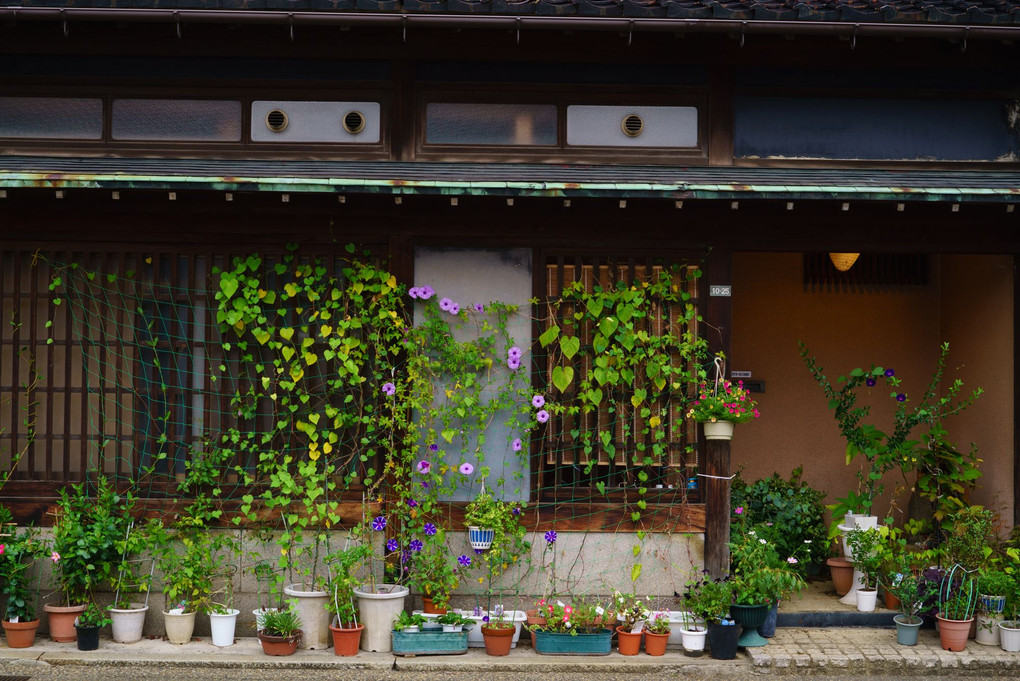 古都金沢 -其の参-花のある街並み