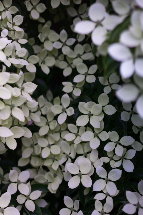 モノトーンの花模様