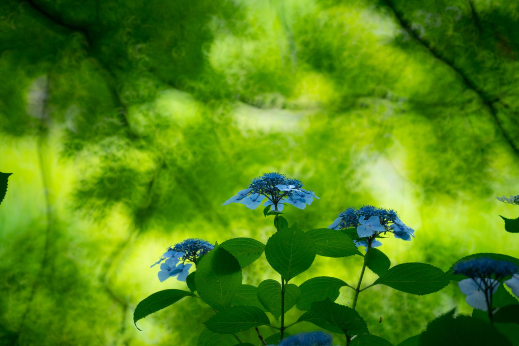 植物風景　青と緑の季節