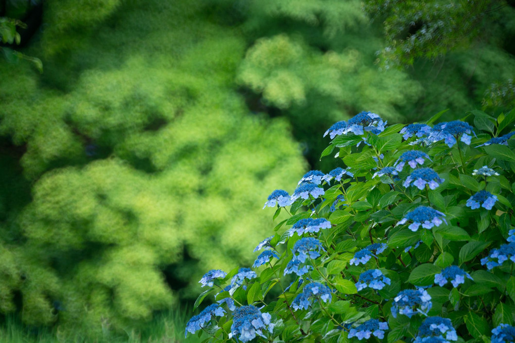 植物風景　青と緑の季節