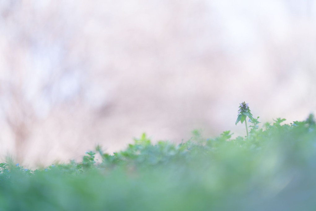 小さな春と小さな植物たち