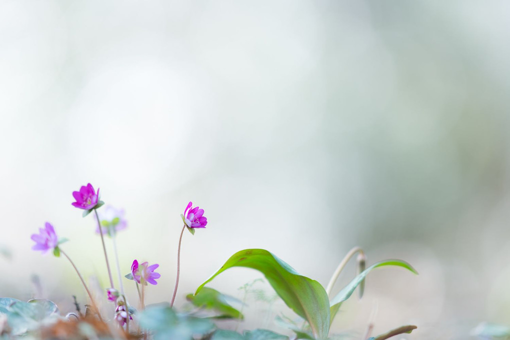 雪割草