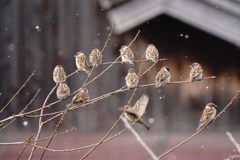 雪降る中で