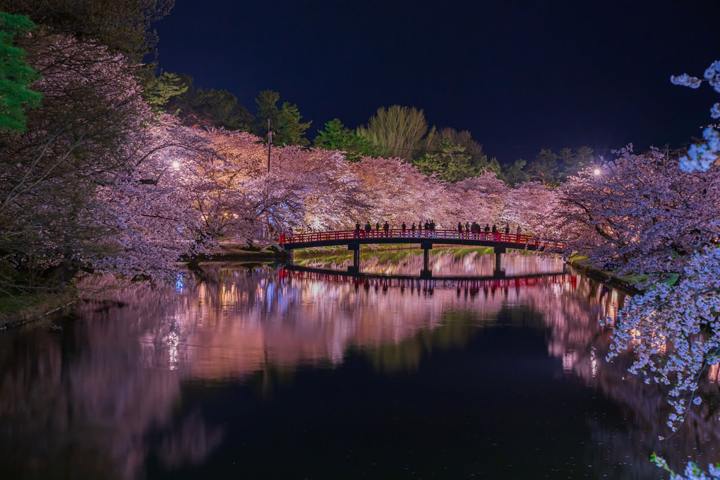 HirosakiPark 2019 来年こそは