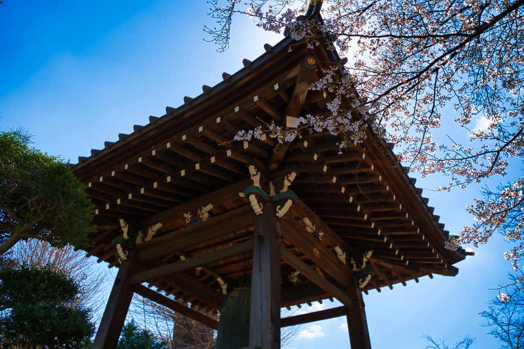 豪徳寺と桜