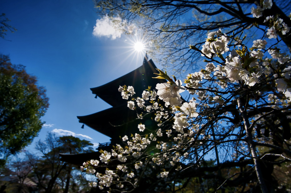 豪徳寺と桜