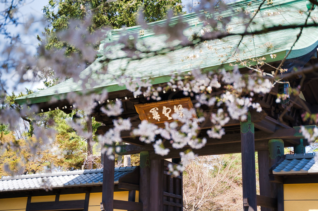 豪徳寺と桜