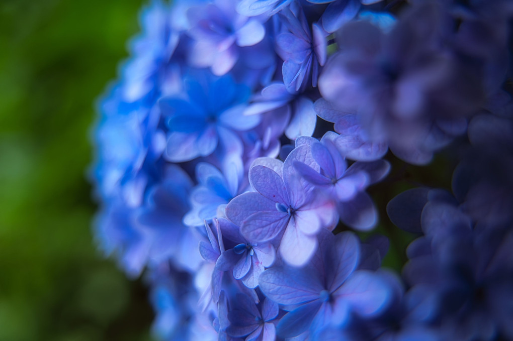 長谷寺の紫陽花たち