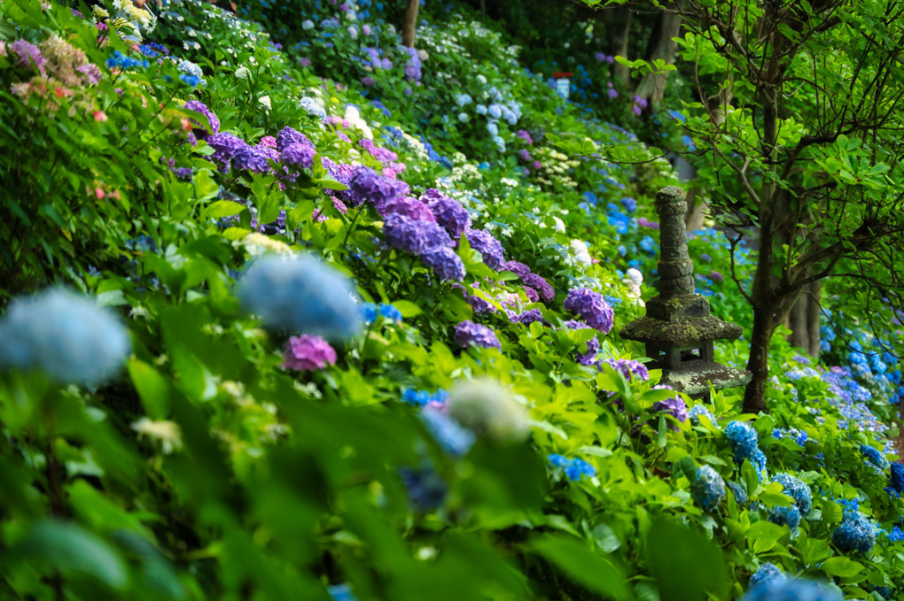 長谷寺の紫陽花たち