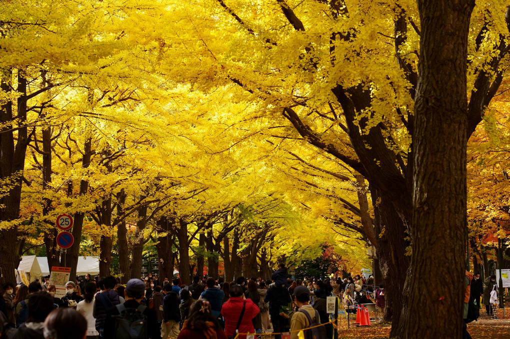 金葉祭