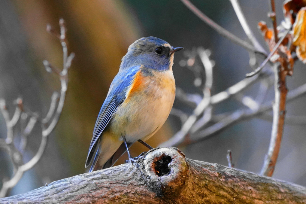 青い鳥ⅱ　ルリビタキ