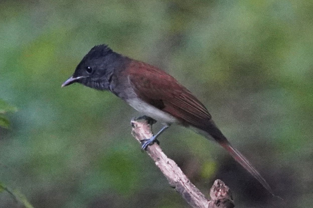 サヨウナラ　サンコウチョウの渡り