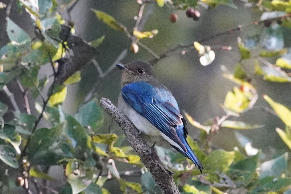 秋の渡り　オオルリの幼鳥