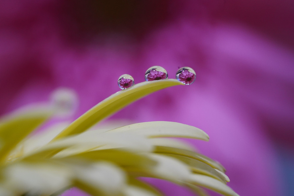 水滴の中の花