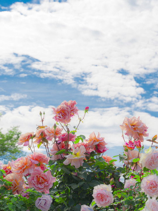 『満開のバラたち』