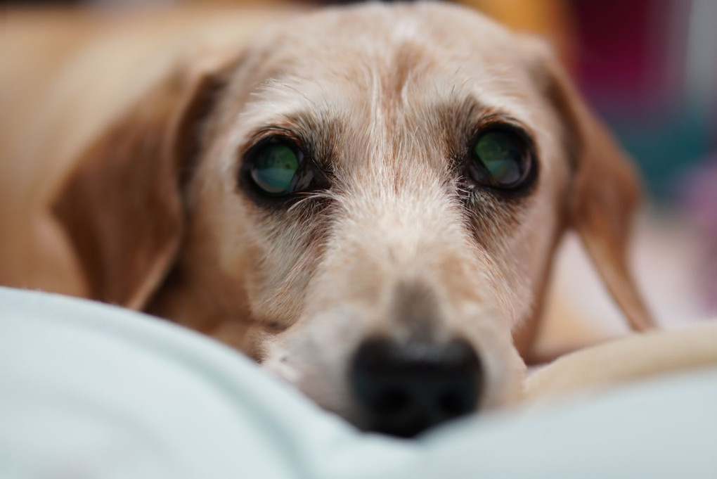 まずは愛犬