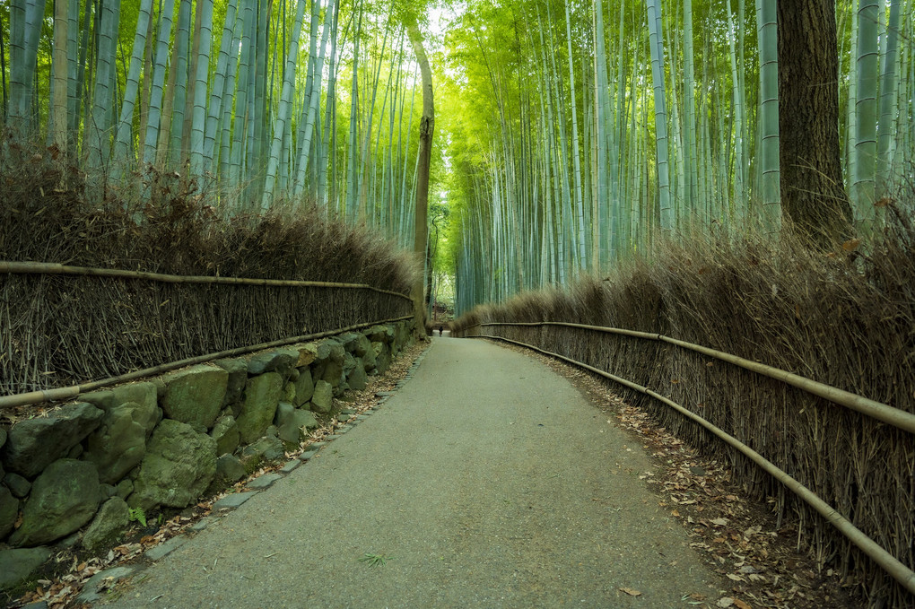 京都 竹林の小径