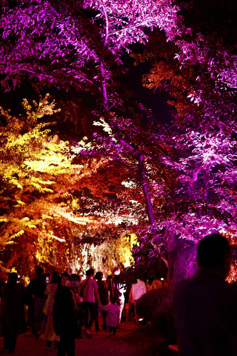 弘前公園　光の桜紅葉