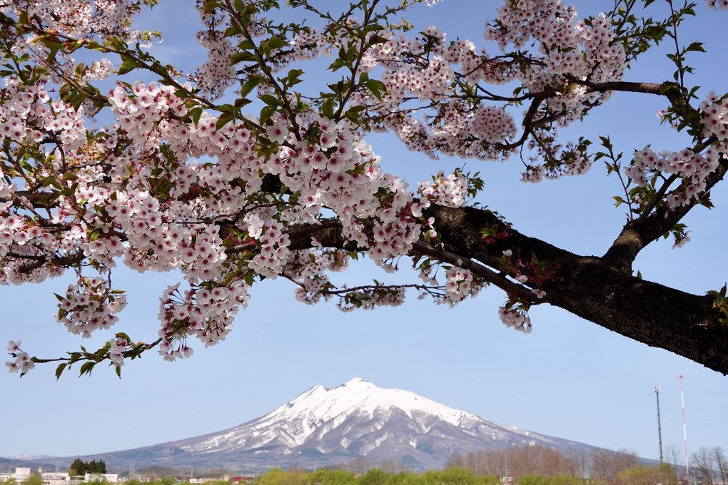岩木山を覆う桜