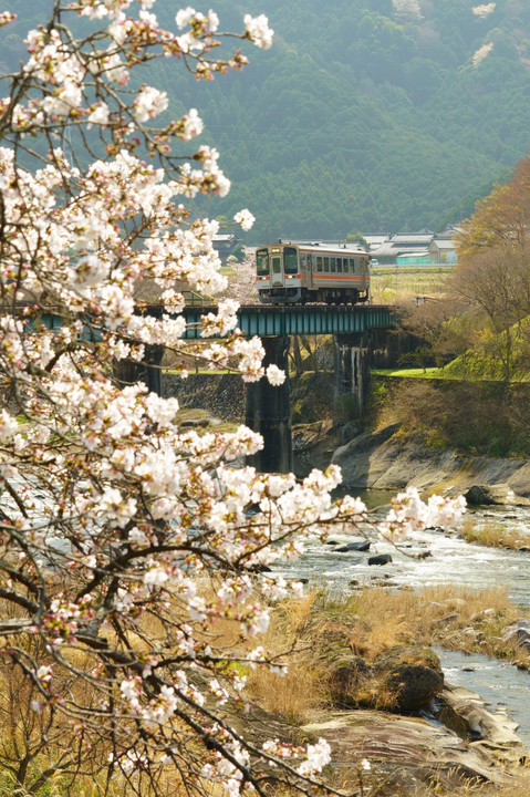 桜とローカル鉄道