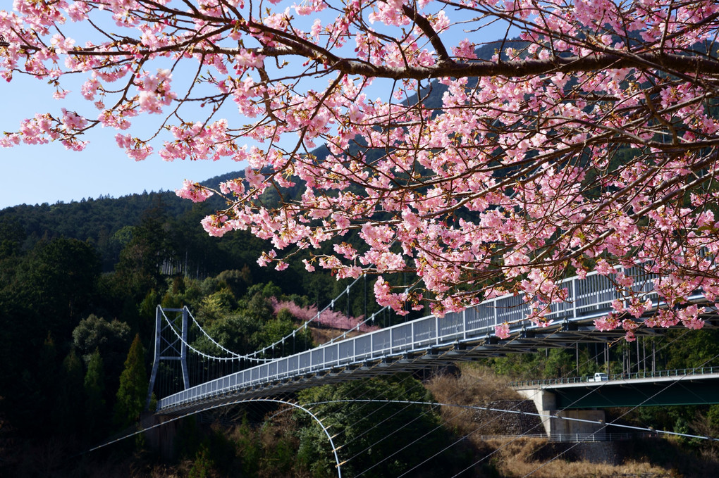 河津桜とつり橋