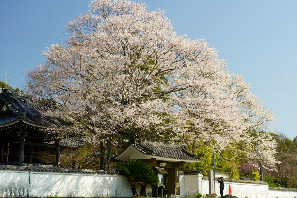 近所のお寺と桜