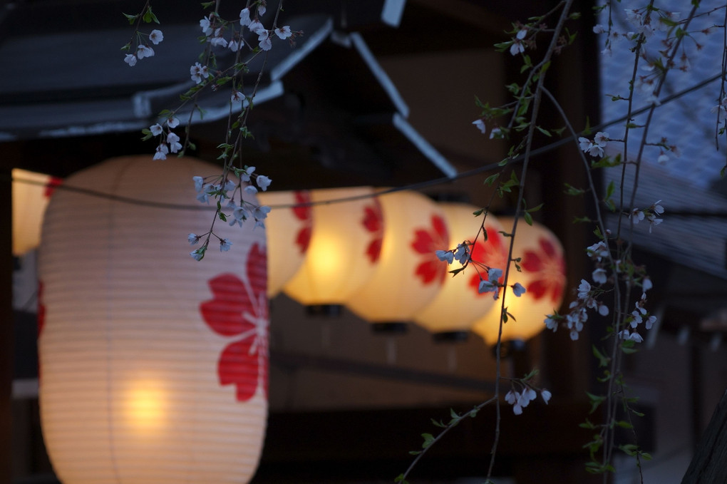 夜桜　京都平野神社