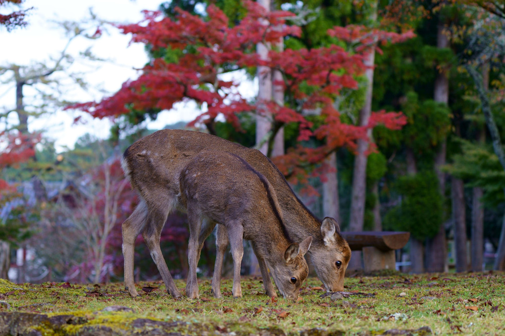 鹿と紅葉