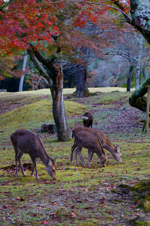 鹿と紅葉