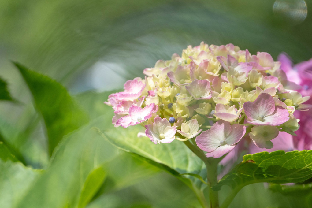 紫陽花