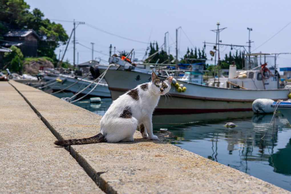 島の猫達