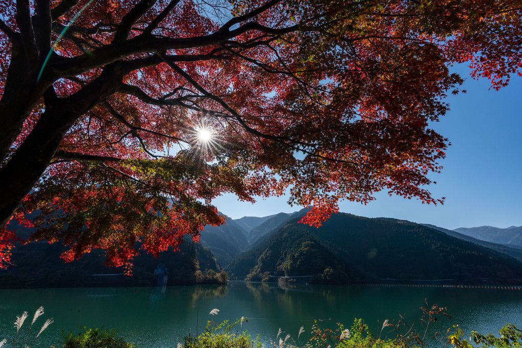 名栗湖の紅葉