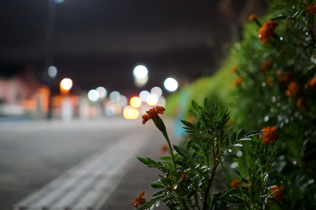 雨上がりの夜道