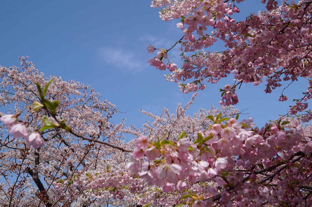 曇りの合間の桜