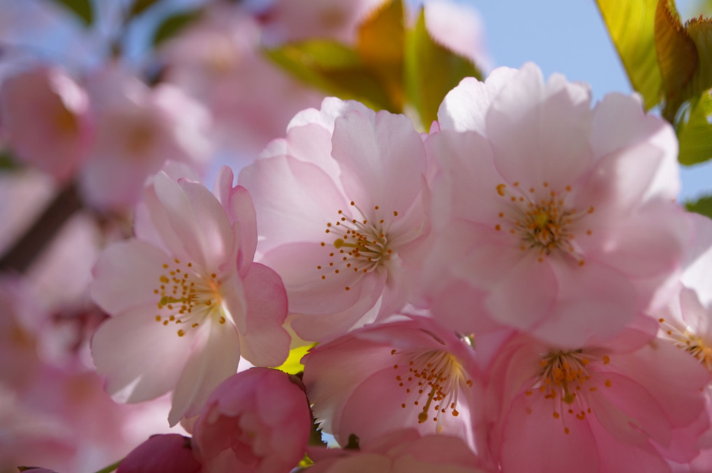 曇りの合間の桜