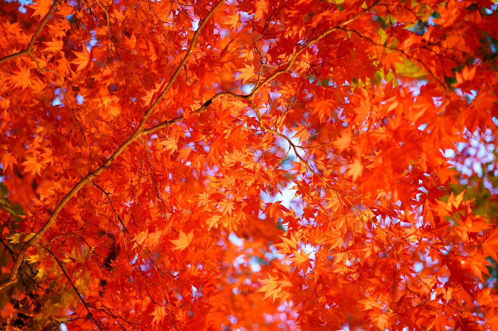 ライトアップされた紅葉の赤いところ