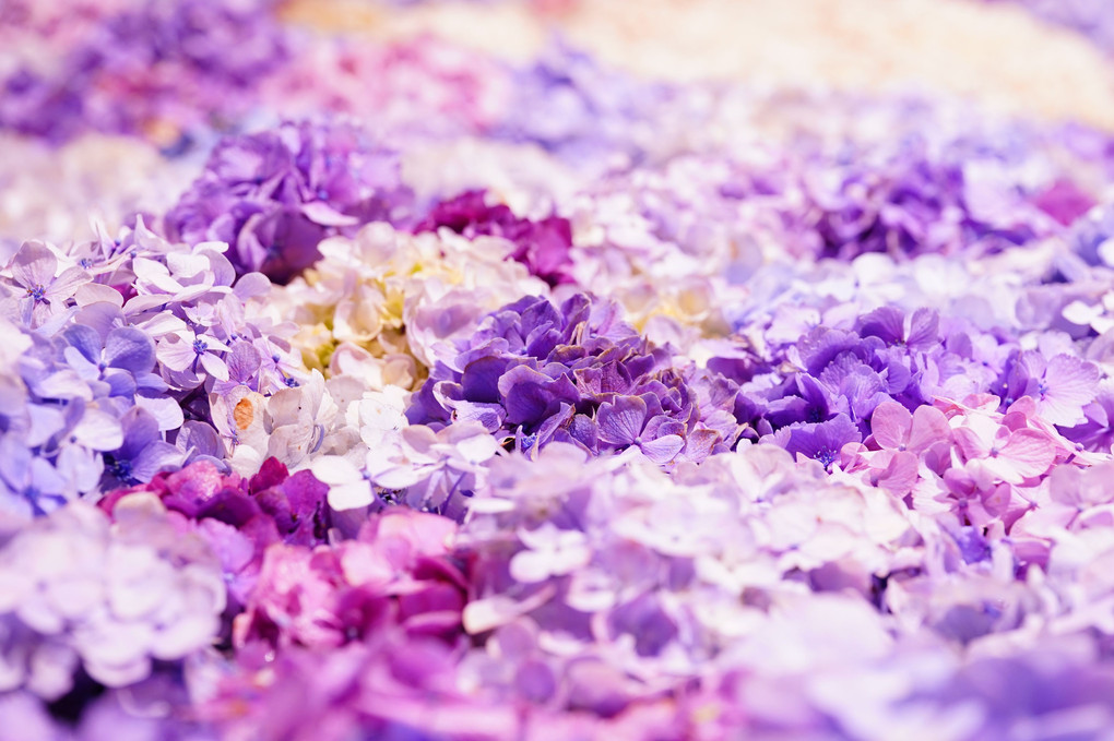 浮き紫陽花