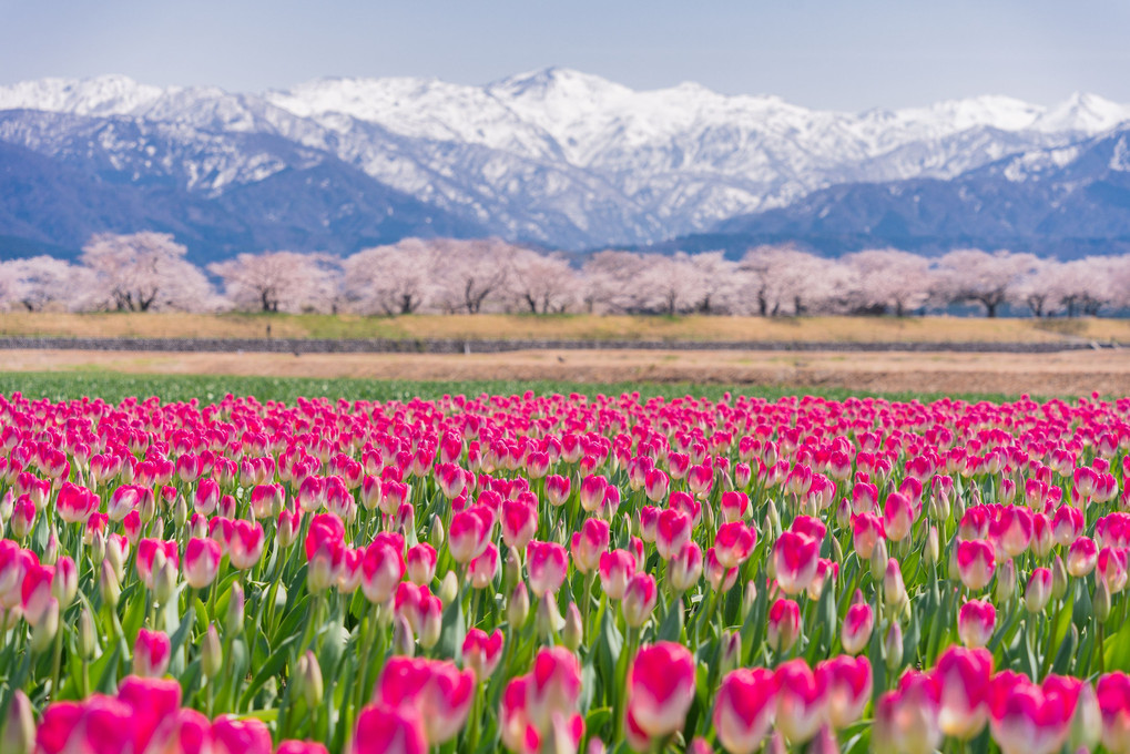 山+桜+チューリップの三重奏：朝日町舟川べり