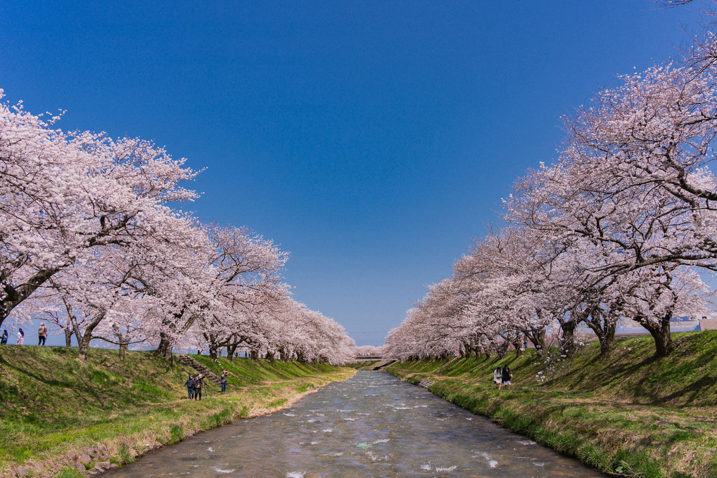 桜の競演