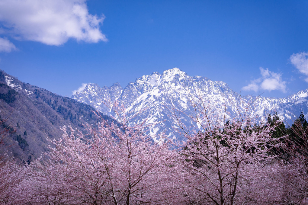 近づいた剱岳と桜の花