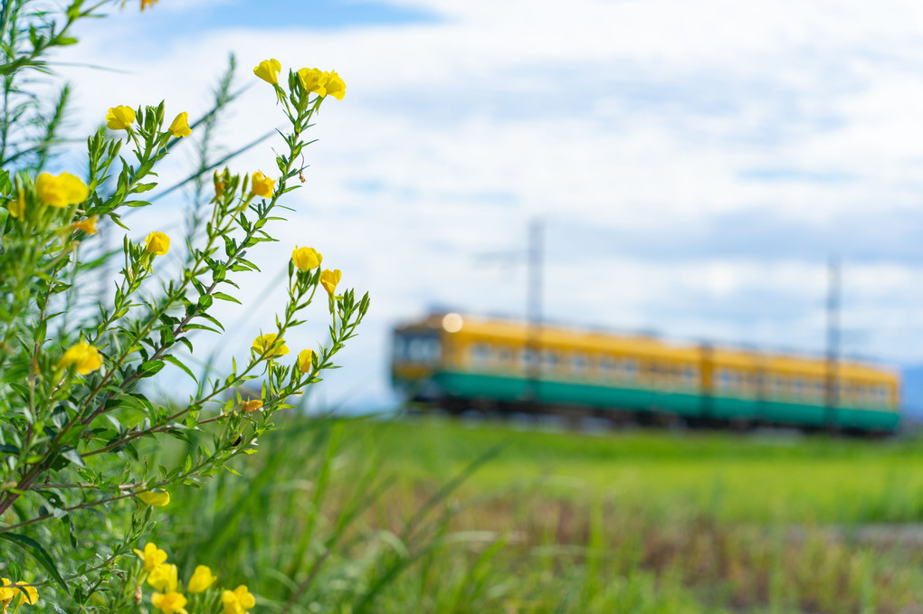 月見草とかぼちゃ電車