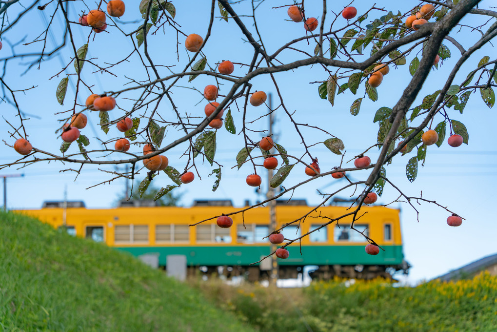 色づく柿とかぼちゃ電車