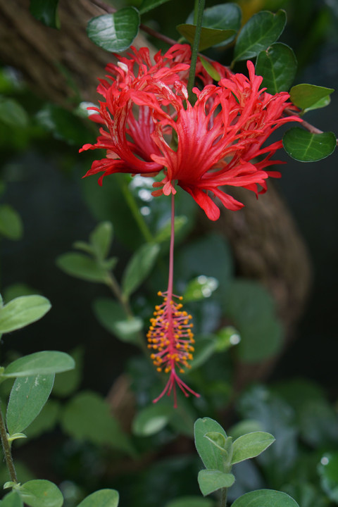  風鈴仏桑花