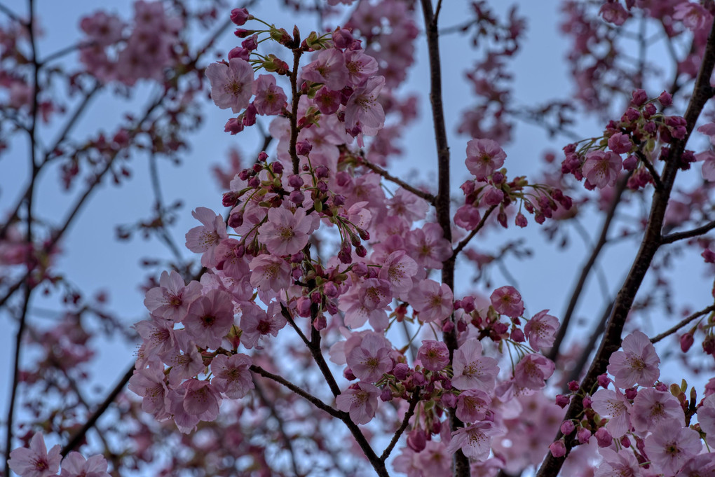 桜の花の咲く頃に