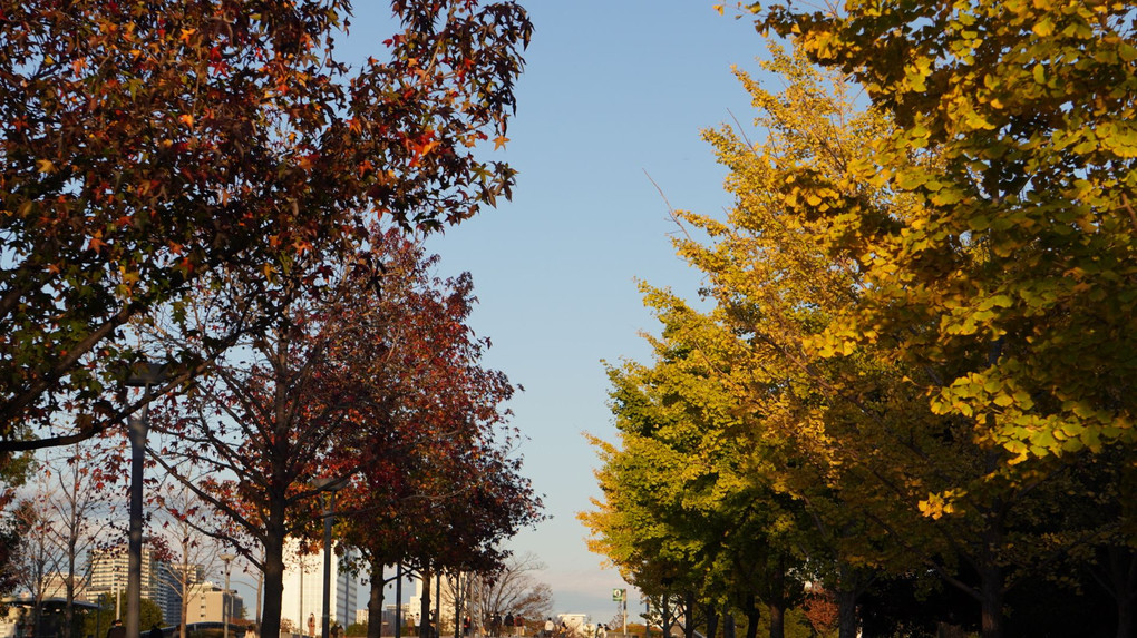 お台場の紅葉