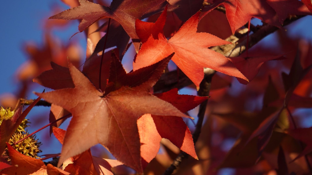 お台場の紅葉