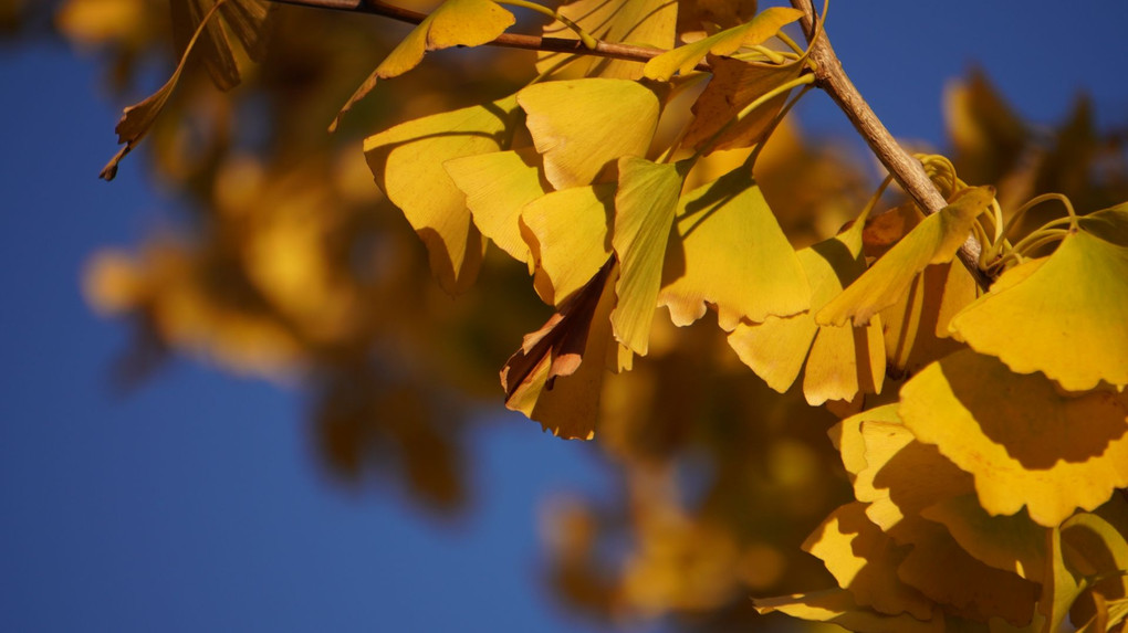 お台場の紅葉