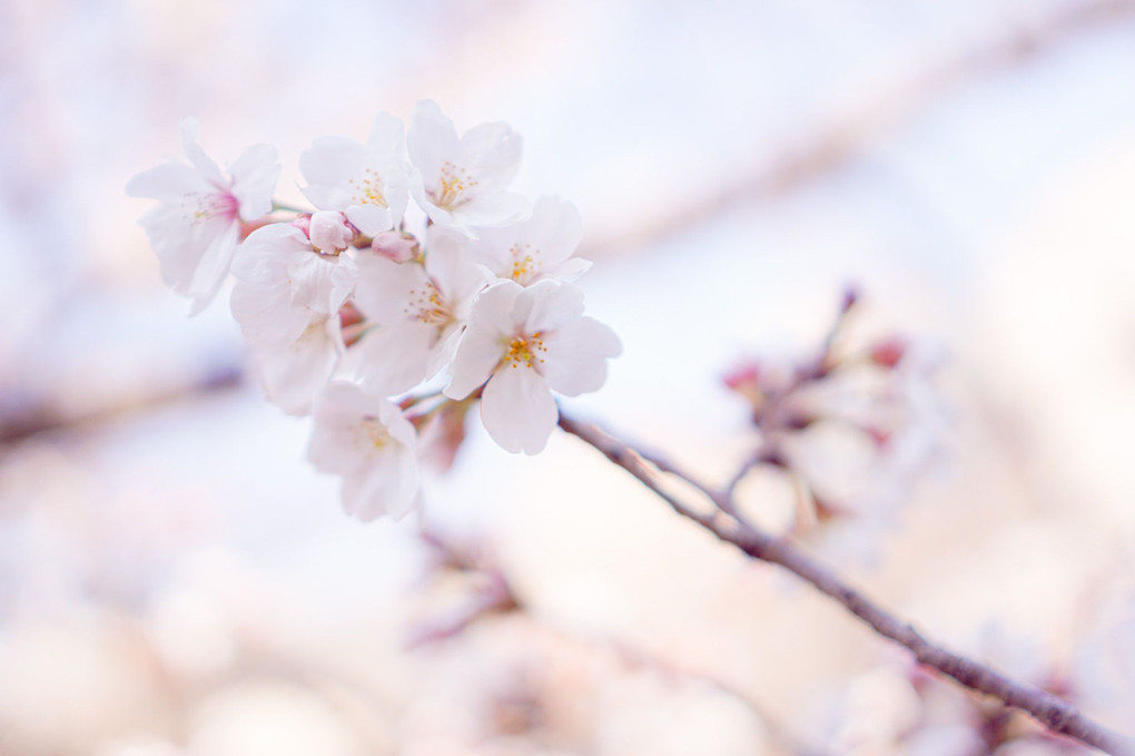 目黒川の桜